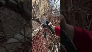 Cordless pruner BOSCH EasyPrune \ Секатор аккумуляторный BOSCH EasyPrune