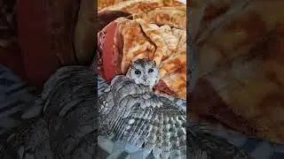 Injured owl safe in our care until recovery🦉 #owl #rescue #viralvideo