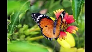 LIFT NATURE 9 | NATURE | FREE BACKGROUND MUSIC | NO COPYRIGHT CLAIM | NATURE INSECT SOUND | INSECTS