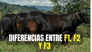 &iquest;Qu&eacute; son F1, F2 y F3 en ganader&iacute;a? | Explicaci&oacute;n f&aacute;cil y clara