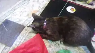 My two cats playing with their Christmas Gifts