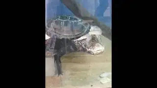 Crocodile and turtle are friends in a pet store/ Крокодил и черепаха стали друзьями в зоомагазине