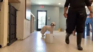 Dog Training Assessment: Wait Part 2