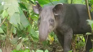 Baird's Tapir @ Eden Corcovado, Costa Rica | Danta en Eden corcovado, Costa Rica