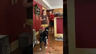 Gem's Greeting Training