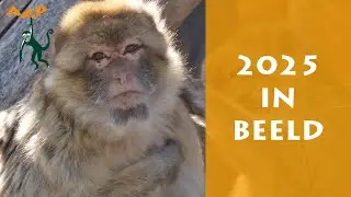 2025: het jaar in beeld - Stichting AAP