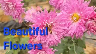 BEAUTIFUL GARDENING. 💐NICE FLOWERS BLOOMED AT THE GARDEN.🏵 GARDEN AND WATERGARDEN. 🪷