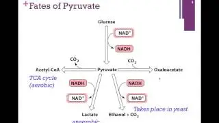 095-Glycolysis Summary; Fates of Pyruvate