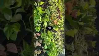 How to Create a Vertical Garden Green Wall