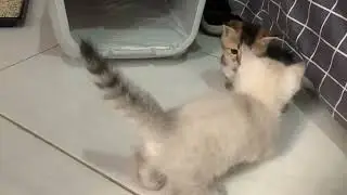 Munchkin Kittens had a fight 🤯