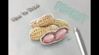 How to draw a peanut, Hyper realistic peanut Drawing with colour pencils by Munawwar, step by step,