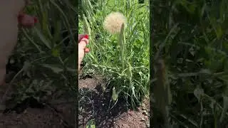 Что за растение???!!!😲