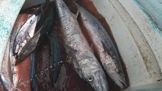 NO Fish Were Released... Commercial King Mackerel Fishing