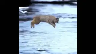 Cat world record long jump 🐱