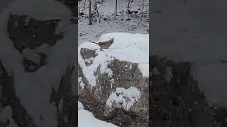 Cardinal in snow
