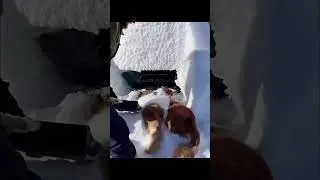 The Moment DOGS Decided To Take Charge Of The Rescue