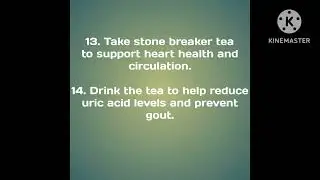 15 HEALTH BENEFITS OF STONE BREAKER (PHYLLANTHUS NIRURI) | KIDNEYS | KIDNEY STONES | HEALTH 
