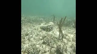Mean little Damselfish