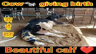 Beautiful video 😻 Cow Giving Birth to Lovely Female Calf ❤ Watch Must
