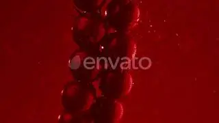 Tomatoes on the Vine Washed with Water