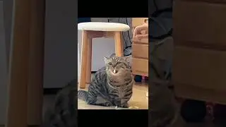 Today the cute little pet is here. #cat #catsoncamera #funnyanimal