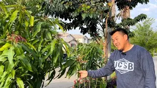 Why You Should Grow Mango Trees in California's Central Valley