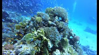Red Sea Reefer Natur - Ägypten/Egypt
