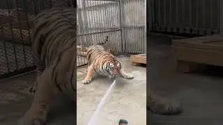#tiger #animals #amazingfacts #lion #funny #automobile #quranforpeace #peace #richaccount #70million