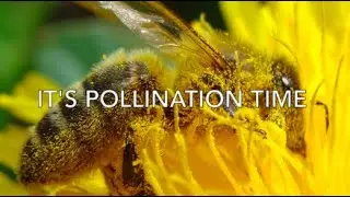 It's Pollination Time