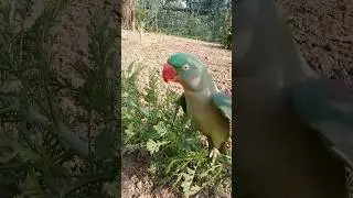 #shorts #animalyoutube #viral #parrot