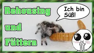 Phidippus regius | Springspinne - Rehousing und füttern!