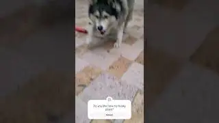 happy Husky #husky #dog #itsahuskything #happyhusky