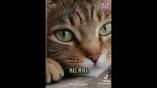 2da parte -Reflexiones profundas de @lregalalunapaloma #love  #viralreelsvideo #gatos