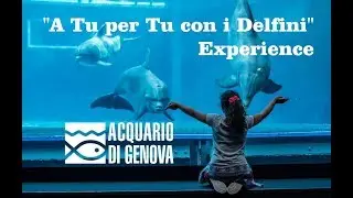 A TU PER TU CON I DELFINI @ Acquario di Genova