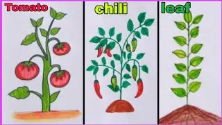 How to Draw Plants | Tomato Plant Drawing | Easy Plant Drawing 