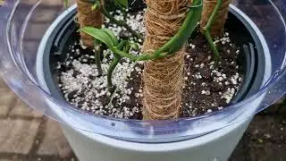 Growing Vanilla Orchids in the UK? | My Indoor Vanilla Planifolia Setup