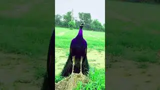 beautiful purple colour peacock saund peacock call  peacock dance #peacockmotifs #peacockdesign