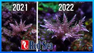 GRANDES cambios en mi TANQUE? / RedSea Coral Care Program - 6 MESES