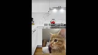 This cat can rap faster than Eminem and snoop dog