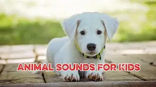 Animal Sounds for Kids in Learning Phase #animals #animalsounds #wildanimals #animalsounds #viral 