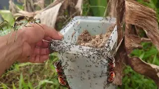 Eps 51 - Hunting and Catching Thousands of Ants in Their Nest
