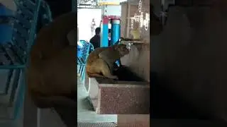 The heat is too much, even the animals are thirsty for water #animallover #shorts #youtubeshorts