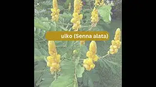 10 Herbal Plants That Are Approved by DOH for consumption. #health #wellness #mindfulness