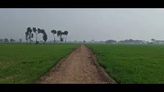 Walking Through Green Wheat Fields 🌾 | Village Life in Pakistan | Teen Ghulab