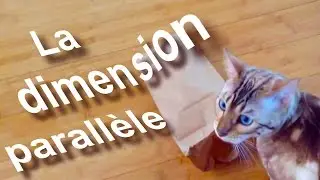 LA DIMENSION PARALLÈLE - PAROLE DE CHAT