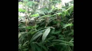 STG #180 Update flower room, Early Harvest