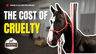 Damage That Can't Be Undone | Horse Shelter Heroes - S6 E18