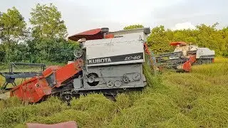 Kubota Combine Harvester, Cặp M&aacute;y Dc60 Cắt L&uacute;a C&ograve;n Ngon Lắm, Rice Cutting Machine, RCM91