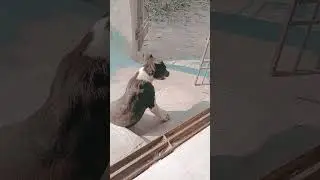 #pappiiq