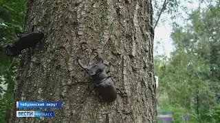 Усач и полиграф: в Кузбасском лесничестве ввели карантин из-за вредителей